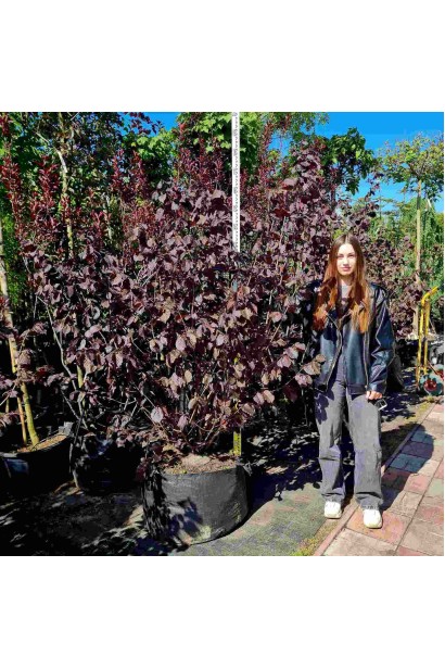 Ліщина велика Пурпуреа - ком70кг/вис.150-200см/Ø130-160см